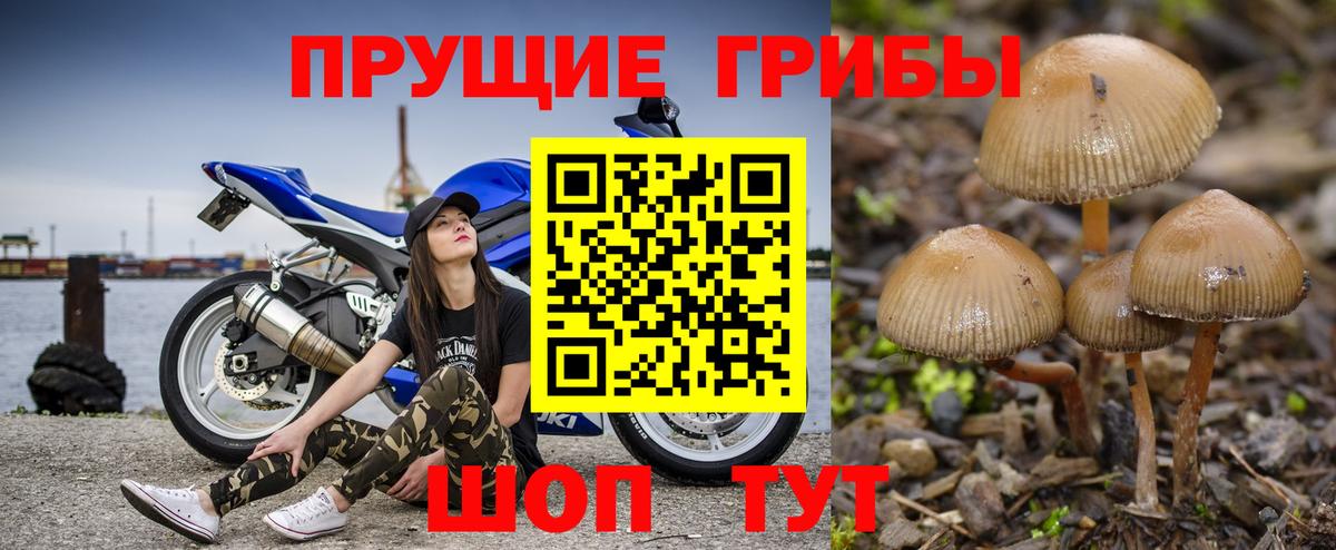 Псилоцибиновые грибы прущие грибы Нижний Новгород